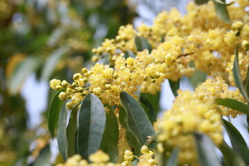 Litsea cubeba pers flower. essential oils with seeds  .Plant from nature Used as ingredients in cosmetics and medicine Food flavoring