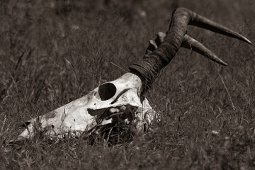 Skull of an animal in a meadow © Stephan Van Gercum/Wirestock