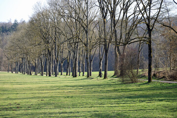 baumallee mit fahrradfahrer