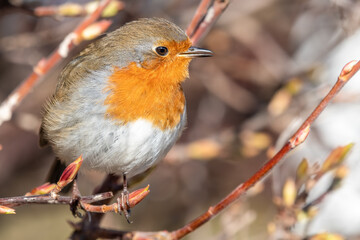 European Robin Perched in a Hedge