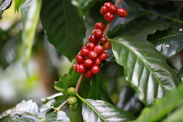 organic arabica coffee beans agriculturist  in farm.harvesting Robusta and arabica  coffee berries by agriculturist hands,Worker Harvest arabica coffee berries on its branch, harvest concept.