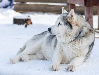 Portrait of a Siberian husky, friendship forever. Pet. Husky