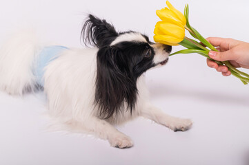 Funny dog with big shaggy black ears sniffs a bouquet of yellow tulips on a white background
