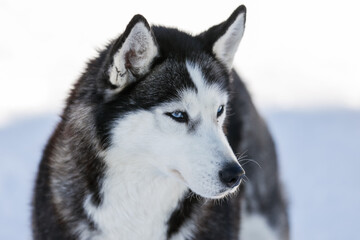 Portrait of a Siberian husky, friendship forever. Pet. Husky
