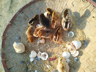 chicken and eggs beautiful