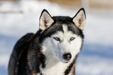 Portrait of a Siberian husky, friendship forever. Pet. Husky