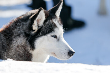 Portrait of a Siberian husky, friendship forever. Pet. Husky