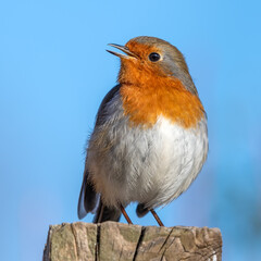 European Robin Perched on Top of a Fence Post