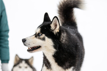 Portrait of a Siberian husky, friendship forever. Pet. Husky