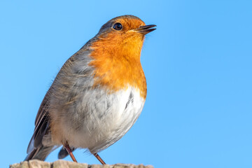European Robin Perched on Top of a Fence Post