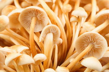 mycelium of beautiful fresh honey mushrooms close-up