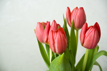 pink tulips on a white background