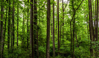 green foliage of the trees in a forest in Maryland.