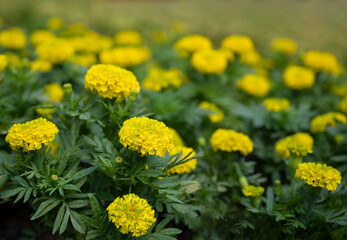 Marigold flower, Yellow flowers blooming in the garden with blurred background.
