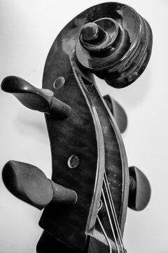 violoncelo