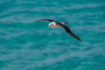 Fototapeta na wymiar The Black-browed albatross (Thalassarche melanophris)