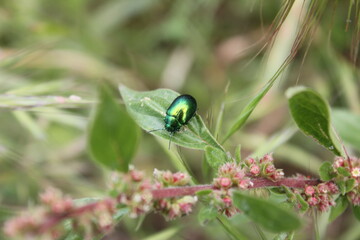 Insectes
