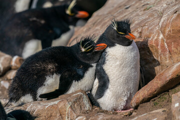 The Rockhopper penguin (Eudyptes chrysocome)
