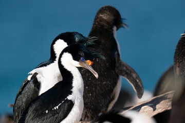 King Cormorant (Phalacrocorax atriceps)