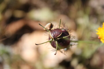 Insectes