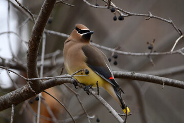 Spring scene of a Cedar Waxwing bird perched in a berry bush