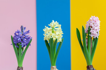 Hyacinth flowers up after winter on colorful background. Awakening of spring.