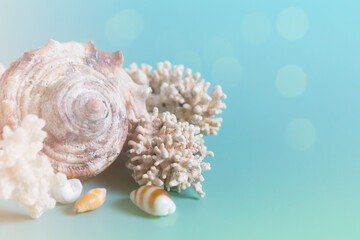 Summer sea background - shells and coral on a blue background. Close up.