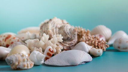 Summer sea background - shells and coral on a blue background. 