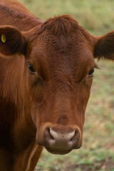 Cattle in the fields of Argentina