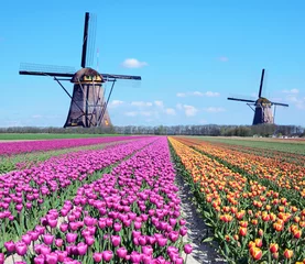  Fantastic landscape with windmills and tulip field in pastel colors  (relaxation, meditation, stress management - concept) © anko_ter