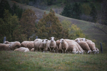 Sheep in a herd eating grass