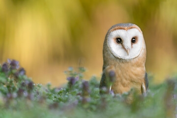 Face to face with a perfect predator, the Barn owl (Tyto alba)