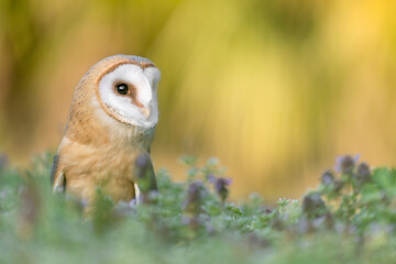 Wonderful portrait of Barn owl at sunset (Tyto alba)