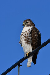 Red tailed hawk hunting along side of raod