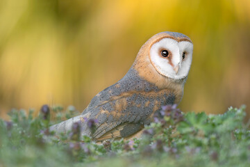 Wonderful portrait of Barn owl at sunset (Tyto alba)