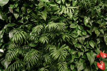 Naklejka na ściany i meble exotic flora background. exotic leaves and stones. natural and ecological background.natural background