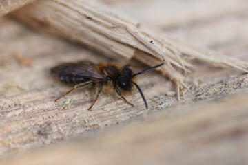 Insectes