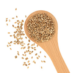 Mulika wheat berries healthy food in a wooden spoon and loose. Bread making spring wheat with superb grain quality. On white background.