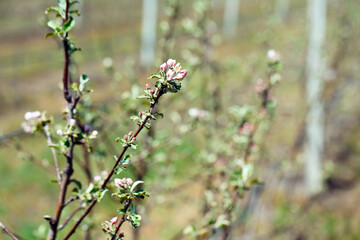 Apple orchard garden in springtime with rows of trees with blossom.