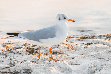 Seabird seagull close-up walks on the beach sand by the sea
