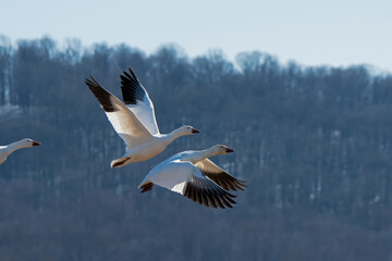Fototapeta na wymiar Snow geese in flight in the late afternoon sun during spring migration at Middle Creek Wildlife Management Area.