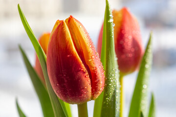 Closeup view of a bicolor red tulip bud in a bouquet of flowers