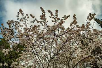 branches against blue sky