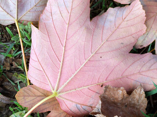 Wall texture, hole, background, tree bark, strokes, cracks, rust, stones, asphalt