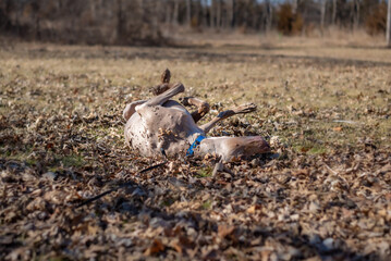 Happy dog enjoys the late autumn sun.  Weimaraner rolls on his back and suns his tummy, while playing off leash at the park.