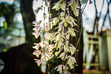 
Orchid flower called Euang Sai Chiang Mai is blooming.