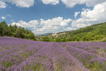 Plakat Lanes of Lavender in a field in the provence in France, Europe