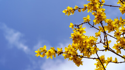 bouquet of yellow flowers on blue sky background with white clouds in spring. colorful picture.