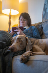 Family pet is bored, laying next to owner who is playing games on mobile phone.  Weimaraner on couch waits for person to pay attention or play with him.  