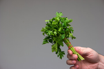 Bunch of green fresh Parsley held in hand by Caucasian male studio shot isolated on gray background